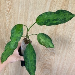 アグラオネマ　ピクタムの画像