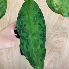 アグラオネマ　ピクタムの画像