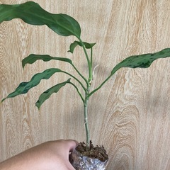 アグラオネマ　ピクタムの画像