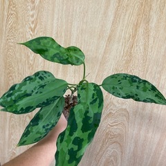 アグラオネマ　ピクタムの画像