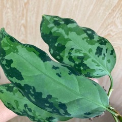 アグラオネマ　ピクタムの画像