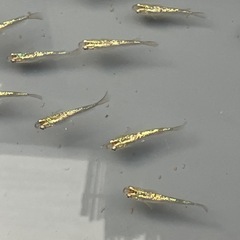 鱗緑メダカ　　販売の画像