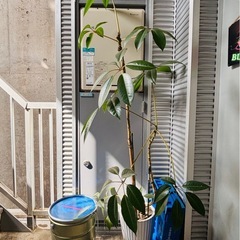 パキラ　鉢植え　観葉植物の画像