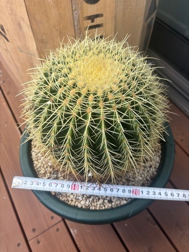 サボテン　金鯱