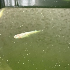 ダイアモンドダストメダカ稚魚　1匹の画像