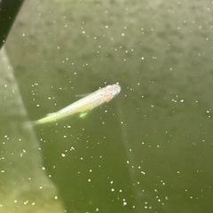 ダイアモンドダストメダカ稚魚　1匹の画像