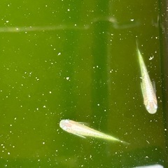 ダイアモンドダストメダカ稚魚　1匹の画像