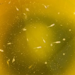 ダイアモンドダストメダカ稚魚　1匹の画像