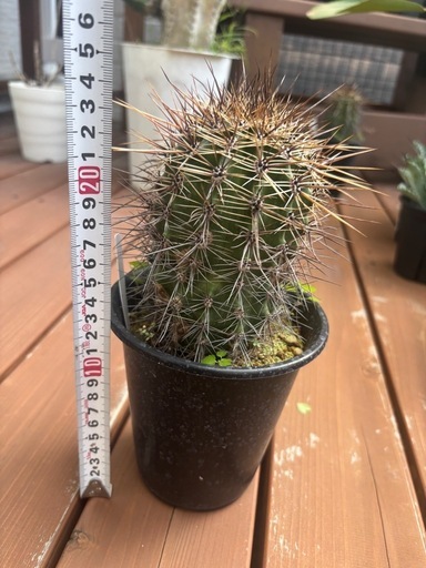 サボテン　弁慶柱
