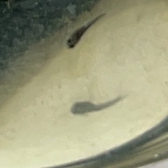 越冬に自信のある方稚魚10匹でどうぞ！の画像