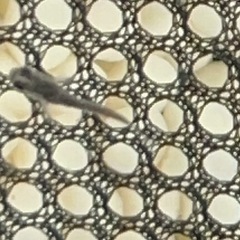越冬に自信のある方稚魚10匹でどうぞ！の画像