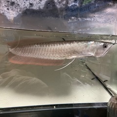 シルバーアロワナ35cmくらいの画像