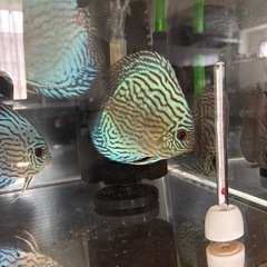 ディスカス　アズーリの画像