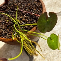 メダカ 水草 アサザ 睡蓮の画像