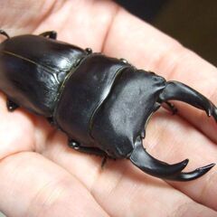 佐賀県産オオクワガタ F11 ♂71.8ミリの画像