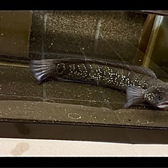🐟コウタイ　キャリコスネークヘッド　七星魚×1匹の画像