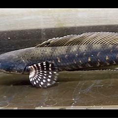 🐟チャンナプルクラ×1匹の画像