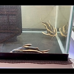 🐟ホワイトライン・トーキングキャット×3匹の画像