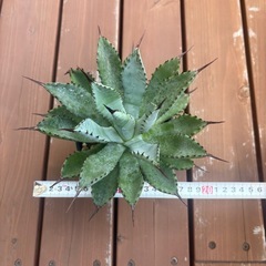 アガベ　八荒雷神の画像
