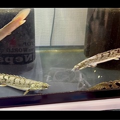 🐟ポリプテルス・デルヘジィ×4匹 & セネガルス×3匹　の画像