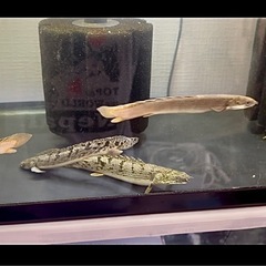 🐟ポリプテルス・デルヘジィ×4匹 & セネガルス×3匹　の画像