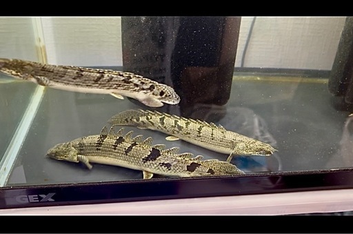 🐟ポリプテルス・デルヘジィ×4匹 & セネガルス×3匹 (Toshi) 東三国の