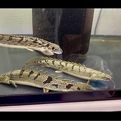 🐟ポリプテルス・デルヘジィ×4匹 & セネガルス×3匹　の画像