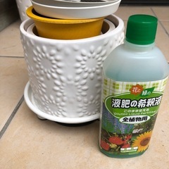 鉢　　　の画像