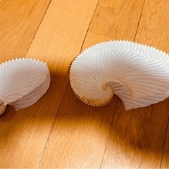 ホワイト螺旋貝殻2点セットの画像