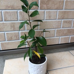 植物の画像