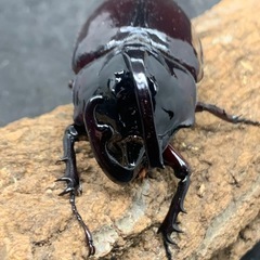 オスB品　ケンタウルスオオカブト　ペアの画像