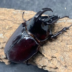 オスB品　ケンタウルスオオカブト　ペアの画像