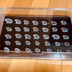 天然の貝殻標本の画像