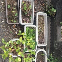 家庭菜園用グッズプランターの画像