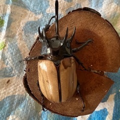 ゴホンツノカブト　ペアーの画像