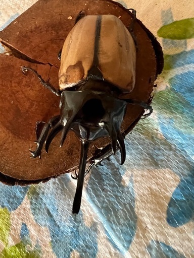 ゴホンツノカブト　ペアー