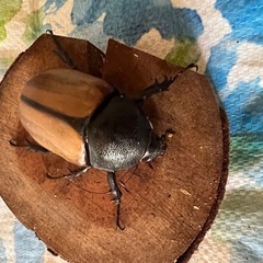 ゴホンツノカブト　ペアーの画像