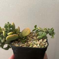 ピグマエア実生　鉢に2株入ってます　塊根植物の画像