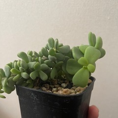 ピグマエア実生株　分かりにくいですが2株有りますの画像