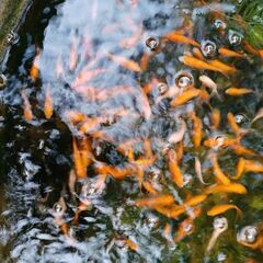 選別漏れ金魚ＭＩＸ100匹の画像