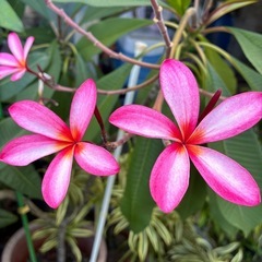 プルメリア　ピンク色　　　　　　　　　　　写メ５　１０／１８の画像