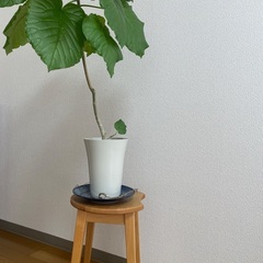 スツール　の画像