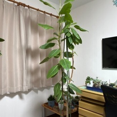 2m間近　フィカス,アルテシーマ　ゴムの木　巨大　インパクト大観葉植物　の画像