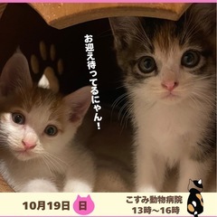 💓ちびにゃん初めての譲渡会💓inこすみ動物病院🐱の画像