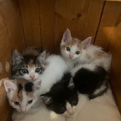 💓ちびにゃん初めての譲渡会💓inこすみ動物病院🐱 - 熊本市