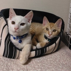 💓ちびにゃん初めての譲渡会💓inこすみ動物病院🐱 - その他