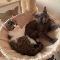 💓ちびにゃん初めての譲渡会💓inこすみ動物病院🐱 - イベント