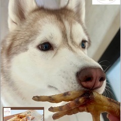 【犬のおやつ】鹿肩甲骨ジャーキー1本　約22㌢前後の画像