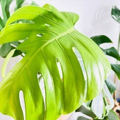 観葉植物 大型モンステラ 陶器鉢 付き|高さ約100cmの画像