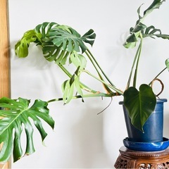 観葉植物 大型モンステラ 陶器鉢 付き|高さ約100cmの画像